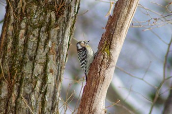 Japanese Pygmy Woodpecker 菅平 Wed, 2/21/2018