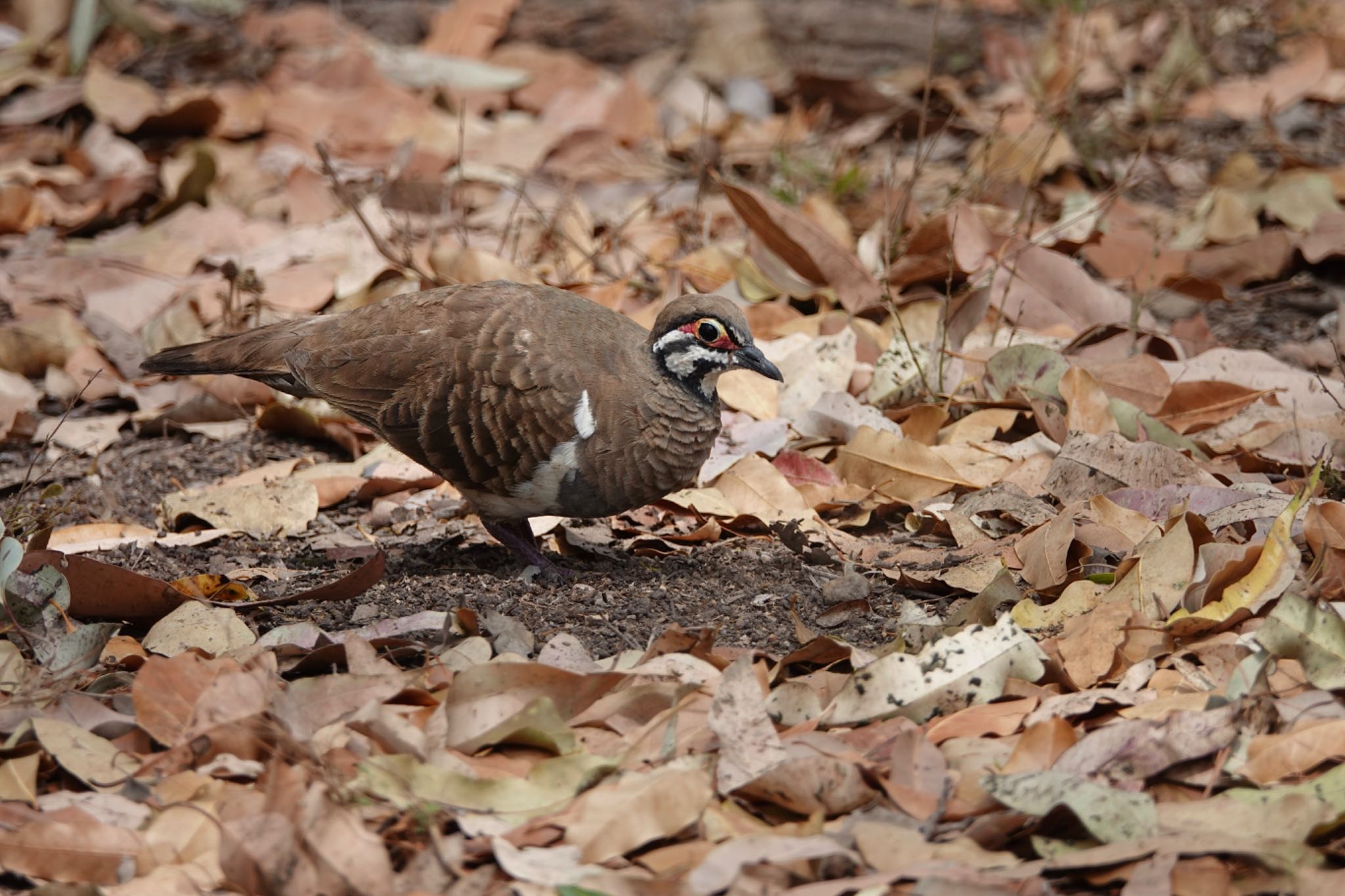 Squatter Pigeon