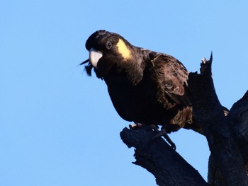 Yellow-tailed Black Cockatoo North Head, Manly, NSW, Australia Sat, 11/5/2022