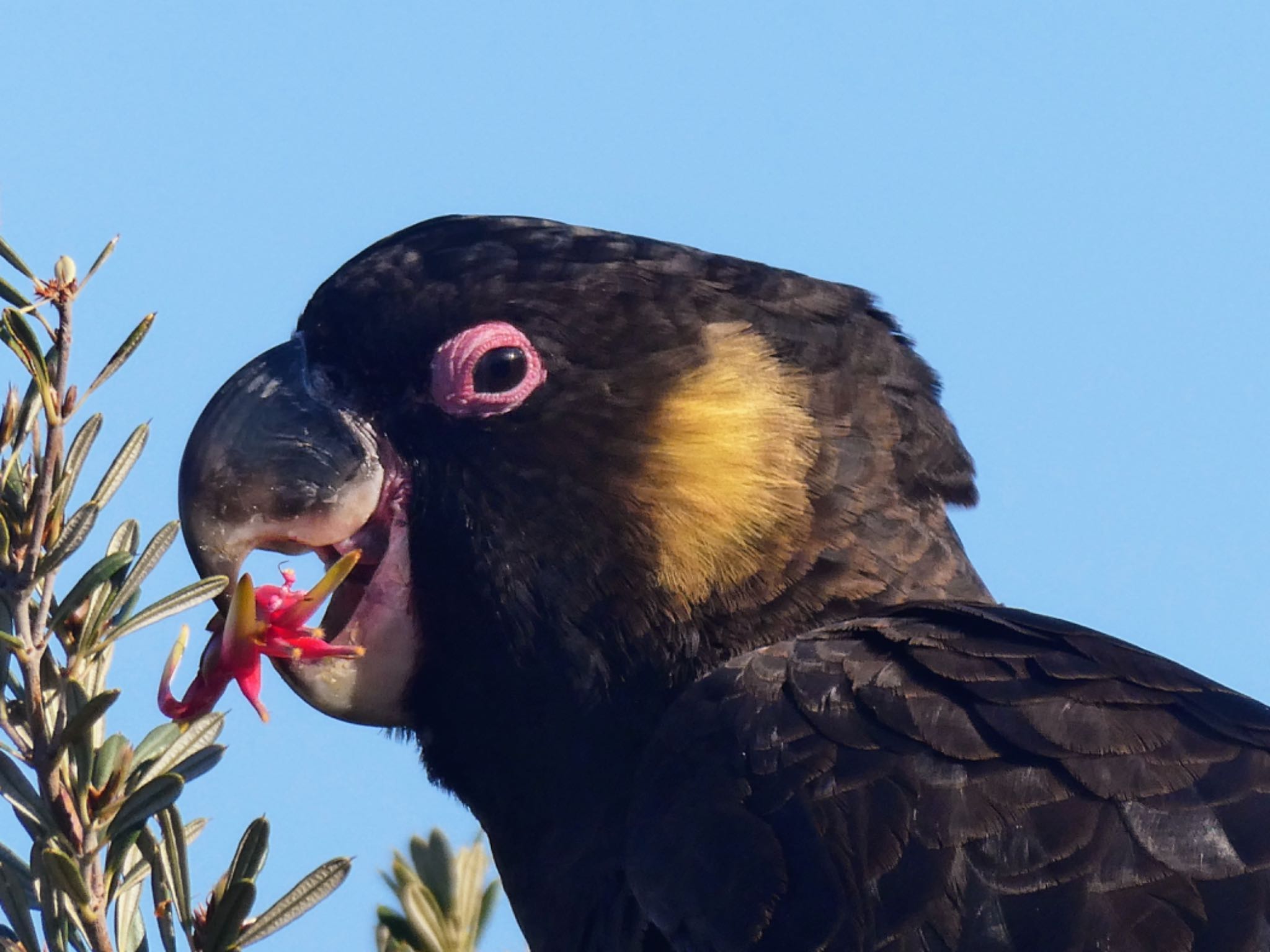 Photo of Yellow-tailed Black Cockatoo at North Head, Manly, NSW, Australia by Maki