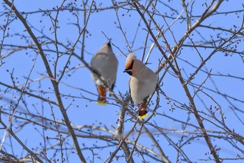 Bohemian Waxwing 山梨県 Tue, 2/20/2018