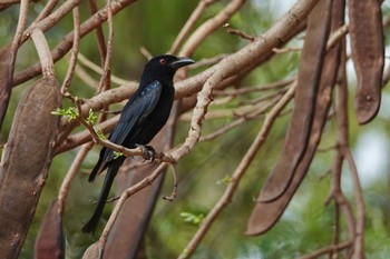 Spangled Drongo QLD,Australia Tue, 10/4/2022