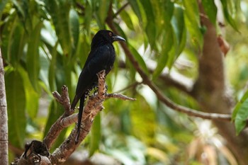 Spangled Drongo QLD,Australia Tue, 10/4/2022