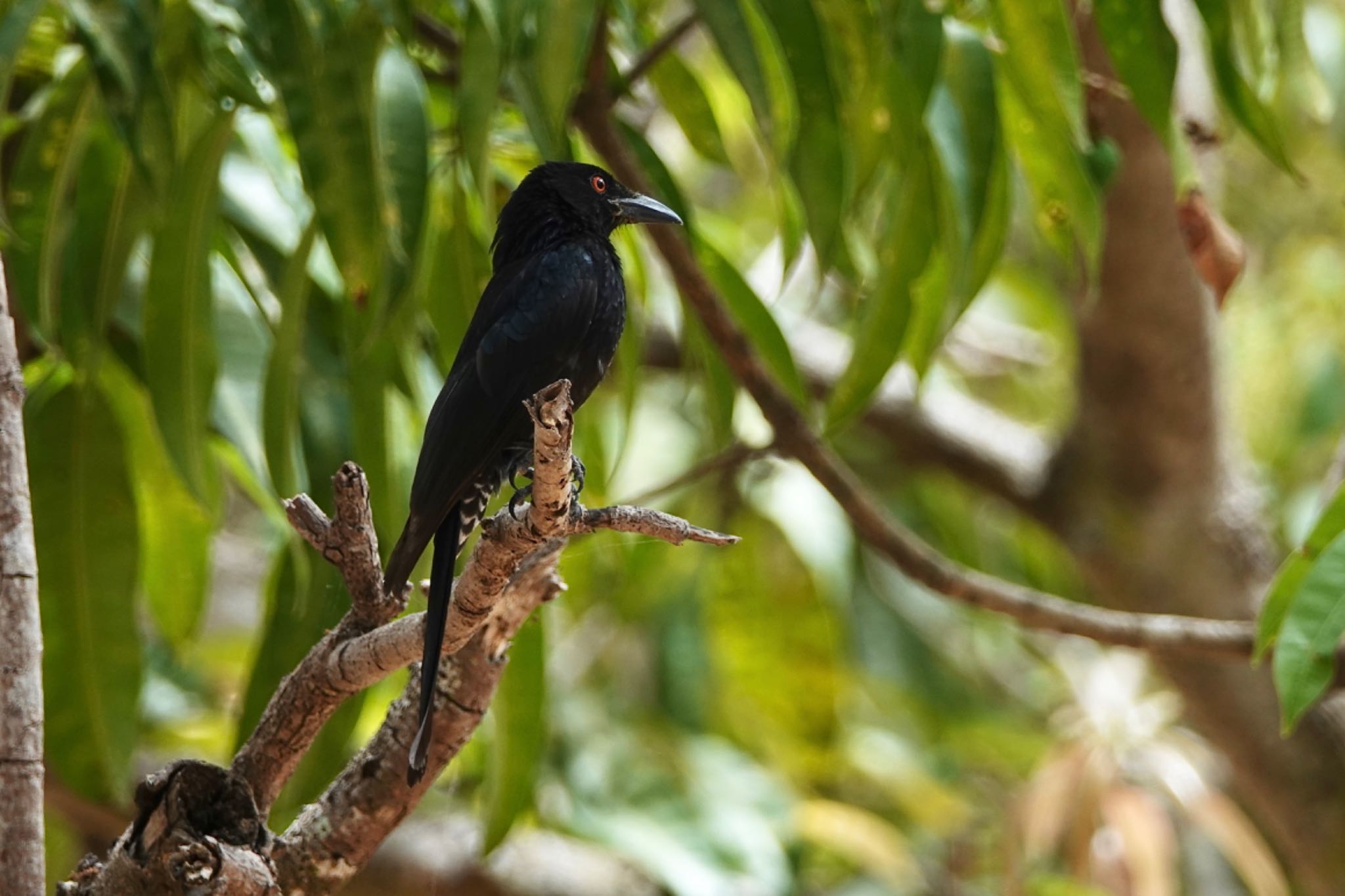 Spangled Drongo