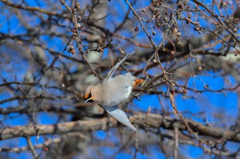 Bohemian Waxwing 山梨県 Tue, 2/20/2018