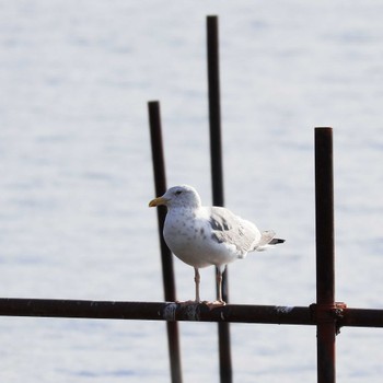 Vega Gull Teganuma Sat, 11/5/2022