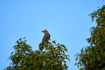 2022年11月6日(日) 近所の野鳥観察記録