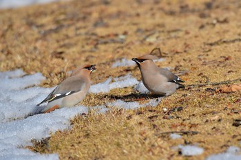 Bohemian Waxwing 山梨県 Tue, 2/20/2018