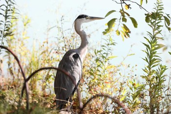 アオサギ 明石公園 2022年10月2日(日)