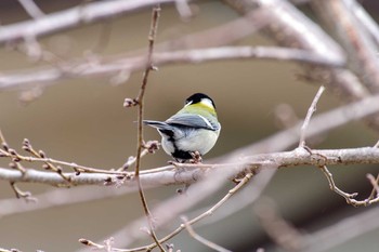 シジュウカラ 兵庫県宝塚市 2018年2月21日(水)