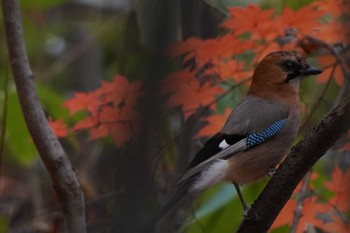 2022年11月5日(土) 真駒内公園の野鳥観察記録