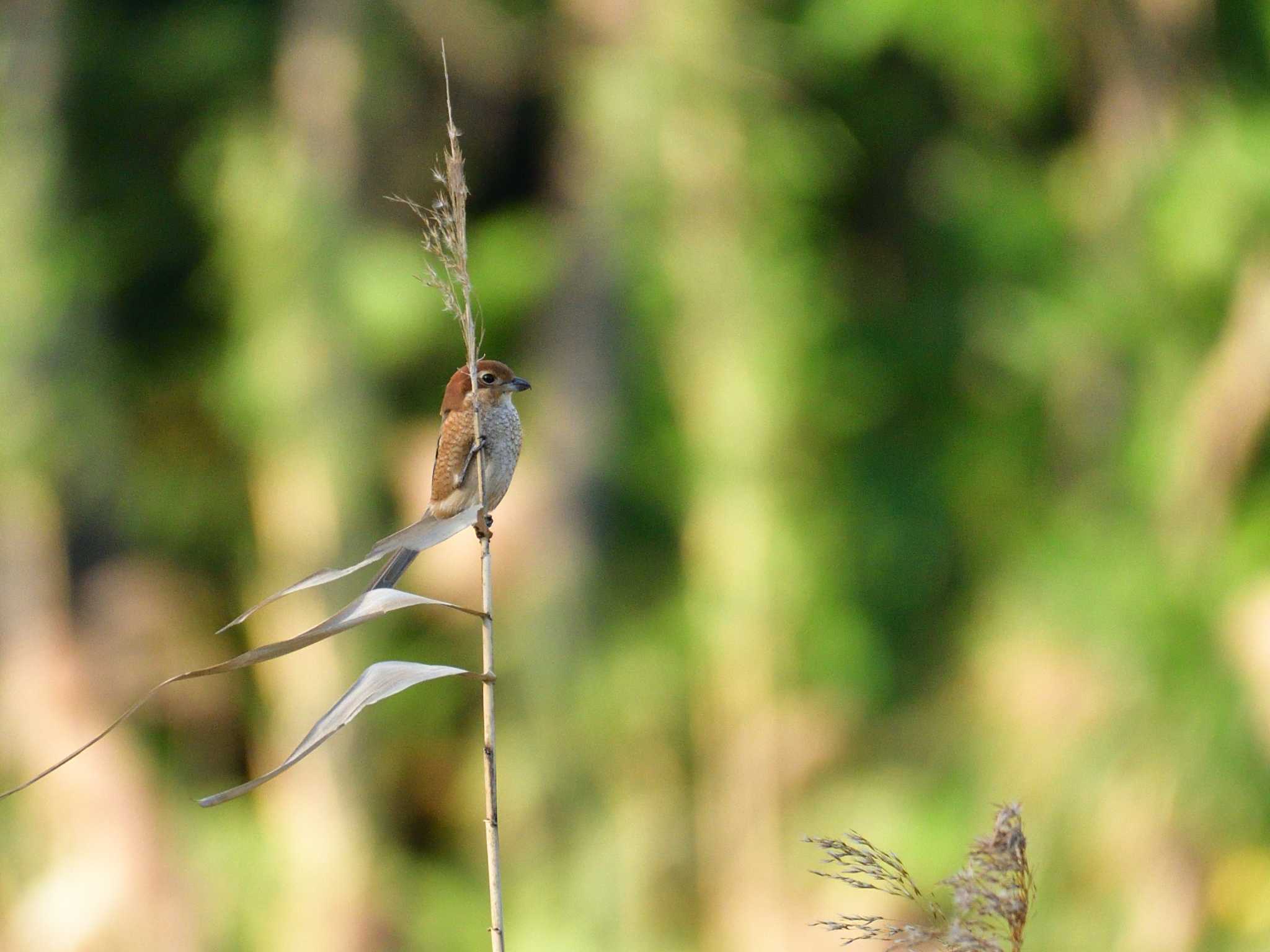 Photo of Bull-headed Shrike at Tokyo Port Wild Bird Park by 80%以上は覚えてないかも