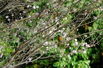 Daurian Redstart 宇連川 Mon, 10/31/2022