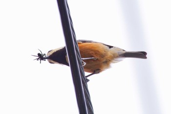 ヤマガラ 兵庫県宝塚市 2018年2月21日(水)