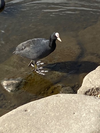 Eurasian Coot Teganuma Sat, 11/5/2022