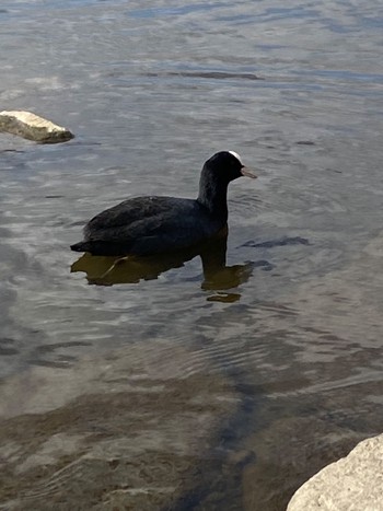 Eurasian Coot Teganuma Sat, 11/5/2022