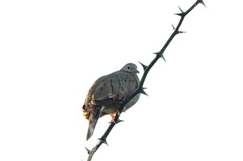 Ruddy Ground Dove