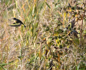 2022年11月6日(日) 平戸永谷川(横浜市)の野鳥観察記録