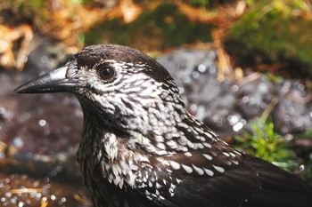 2022年9月21日(水) 奥庭荘(富士山)の野鳥観察記録