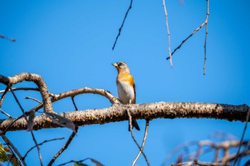 2022年11月6日(日) 京都府立植物園の野鳥観察記録