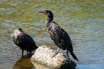 2022年11月6日(日) 京都鴨川の野鳥観察記録