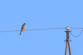 Common Kestrel 各務原市三井町付近 Sat, 11/5/2022