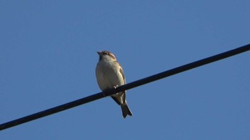 Russet Sparrow 湖北野鳥センター Thu, 11/3/2022
