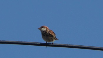 Russet Sparrow 湖北野鳥センター Thu, 11/3/2022