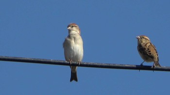 ニュウナイスズメ 湖北野鳥センター 2022年11月3日(木)