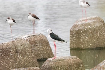 2022年10月9日(日) 六郷橋緑地の野鳥観察記録