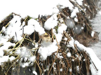 2018年1月31日(水) 北潟湖周辺の野鳥観察記録