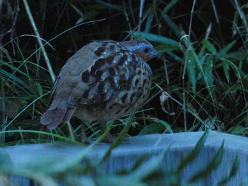 2022年11月6日(日) 横浜自然観察の森の野鳥観察記録