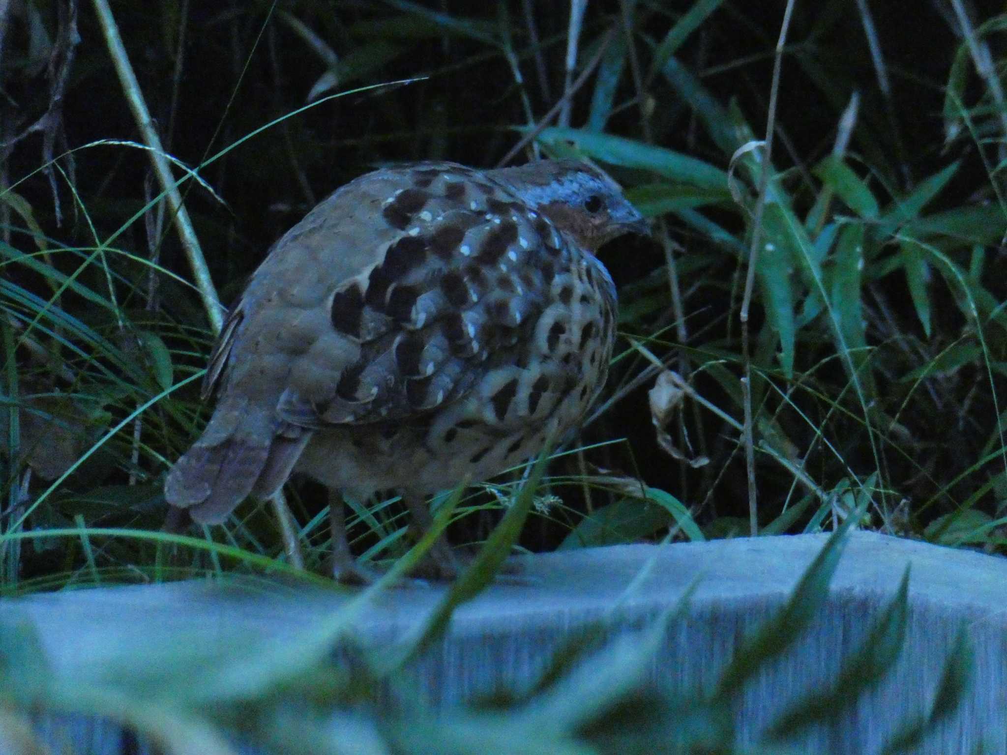 Photo of Chinese Bamboo Partridge at 横浜自然観察の森 by 塩昆布長