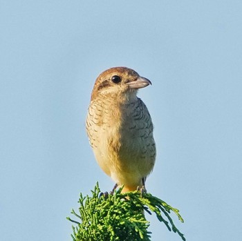 Brown Shrike Khao Mai Keao Reservation Park Mon, 10/31/2022