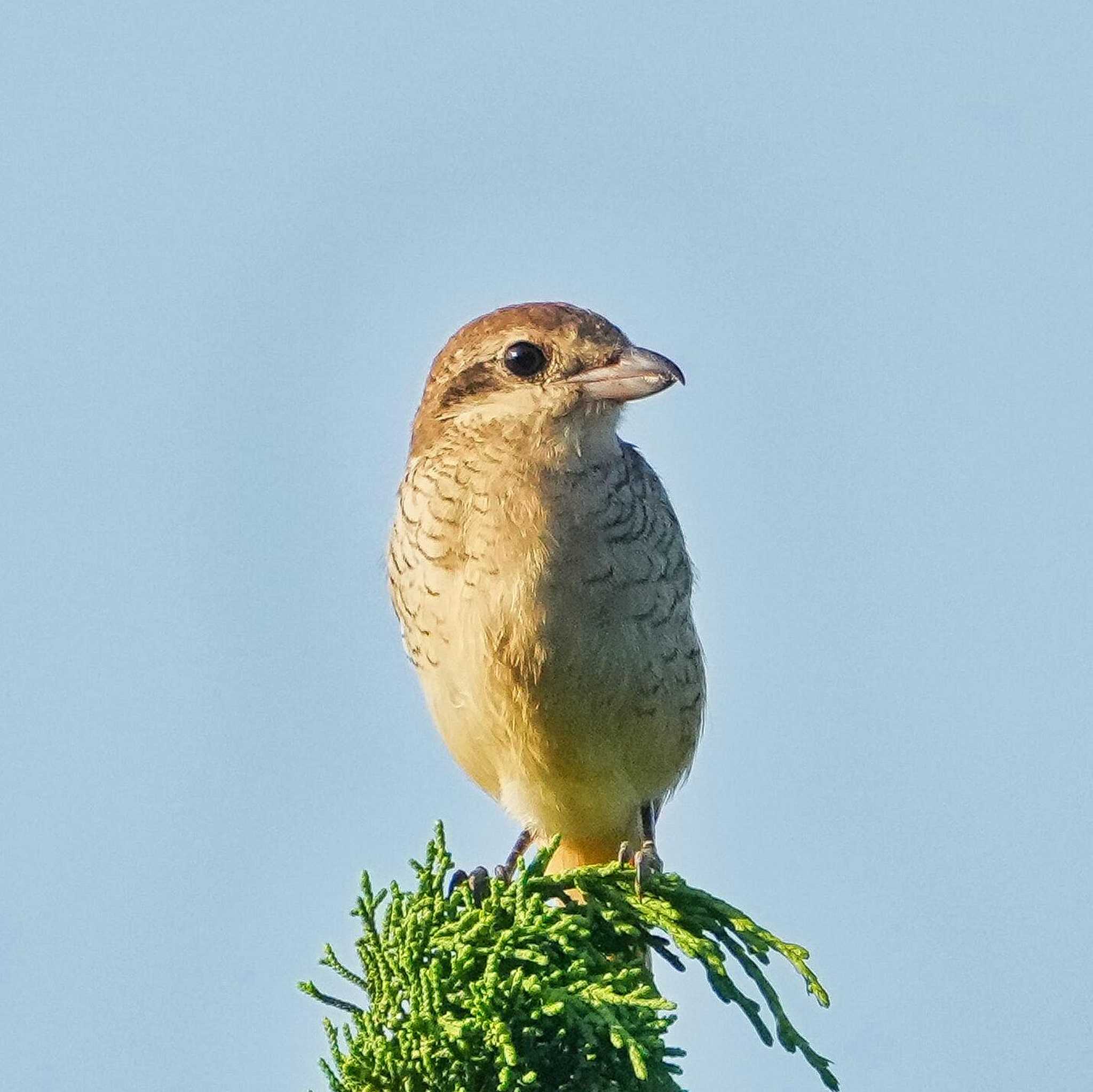 Khao Mai Keao Reservation Park アカモズの写真