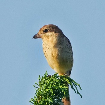 Brown Shrike Khao Mai Keao Reservation Park Mon, 10/31/2022