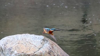 Common Kingfisher 武田尾 Sat, 11/5/2022