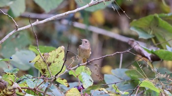 Daurian Redstart 武田尾 Sat, 11/5/2022