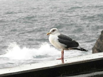 Slaty-backed Gull 北潟湖周辺 Wed, 1/31/2018
