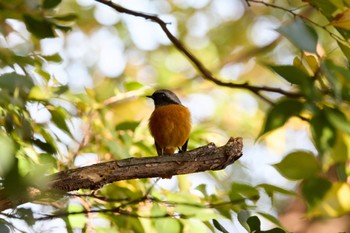 2022年11月6日(日) 大阪城公園の野鳥観察記録