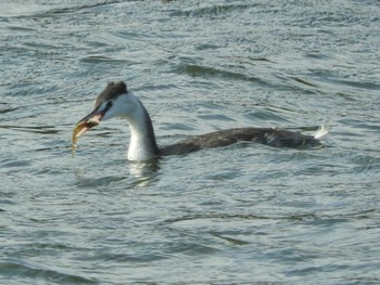 Fri, 11/4/2022 Birding report at 福山市