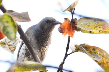 Brown-eared Bulbul Mizumoto Park Sat, 11/5/2022