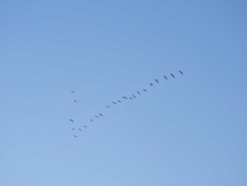 2022年11月6日(日) 葛西臨海公園の野鳥観察記録