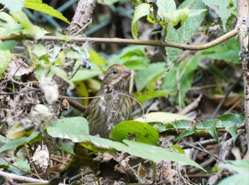 2022年11月5日(土) 早戸川林道の野鳥観察記録