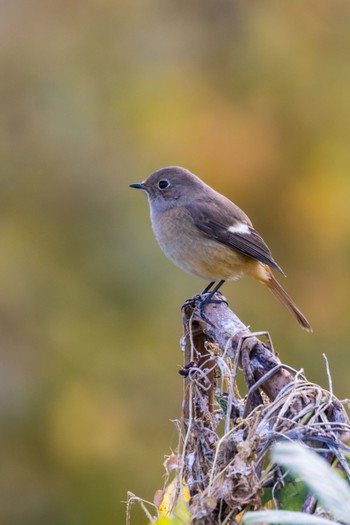 Daurian Redstart 宮城県仙台市 Sun, 11/6/2022