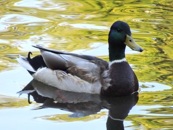 マガモ 菊名池公園(神奈川県横浜市) 2022年11月6日(日)