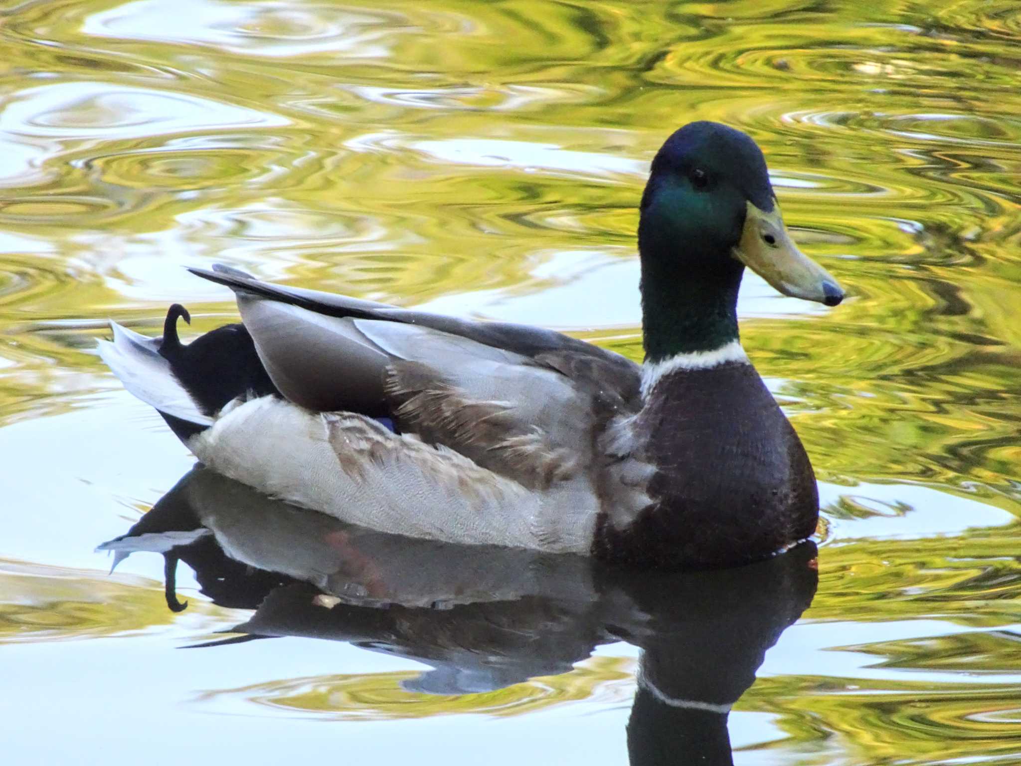 菊名池公園(神奈川県横浜市) マガモの写真