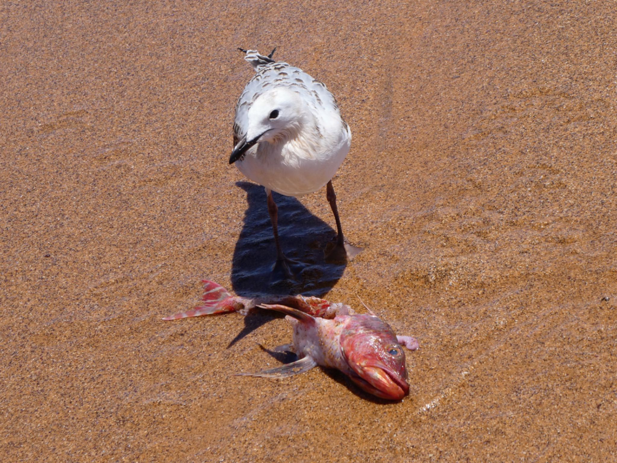 魚のアラを漁っている幼鳥