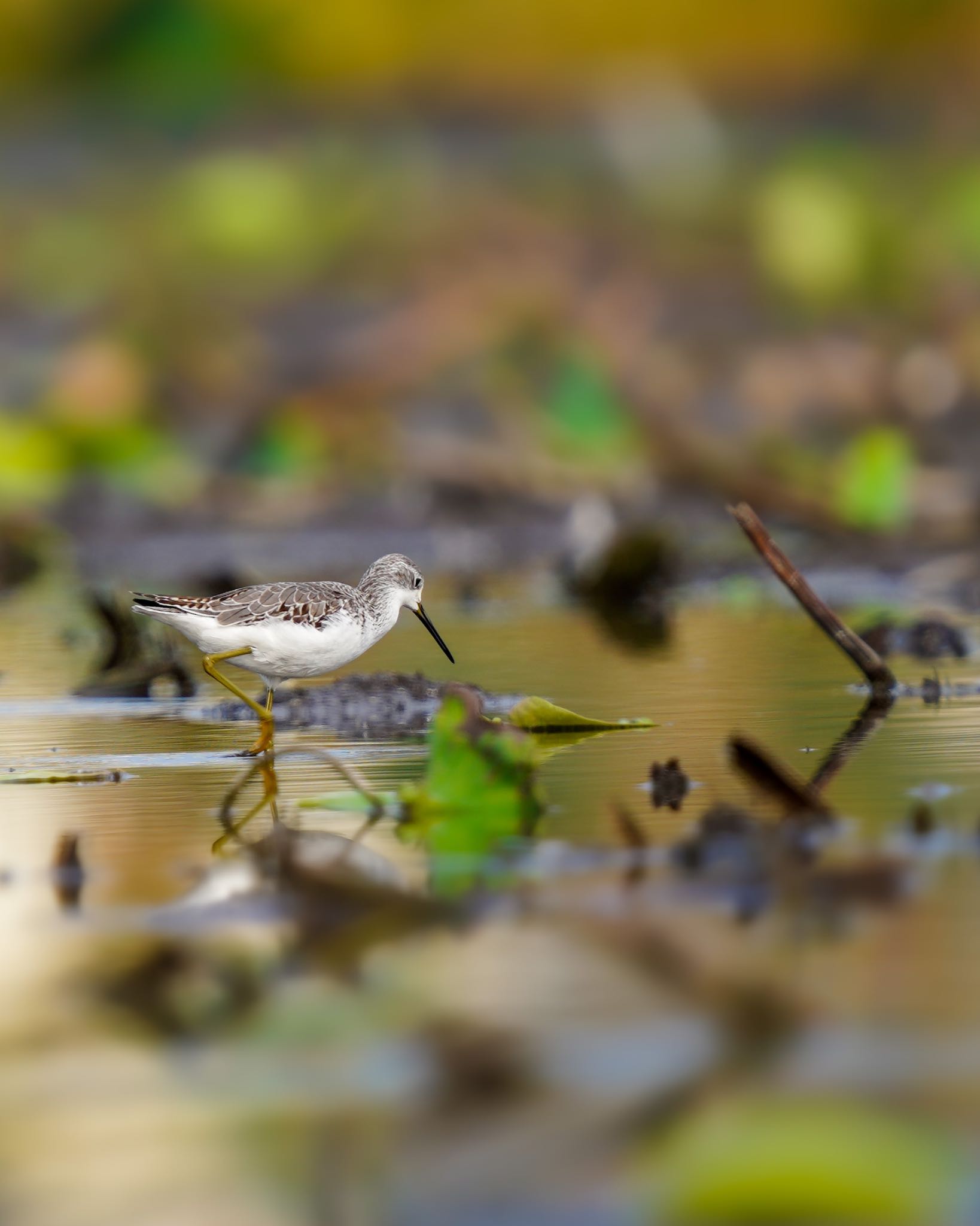  コアオアシシギの写真 by wildbirder_