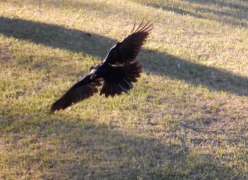 Large-billed Crow Rikugien Garden Sun, 11/6/2022